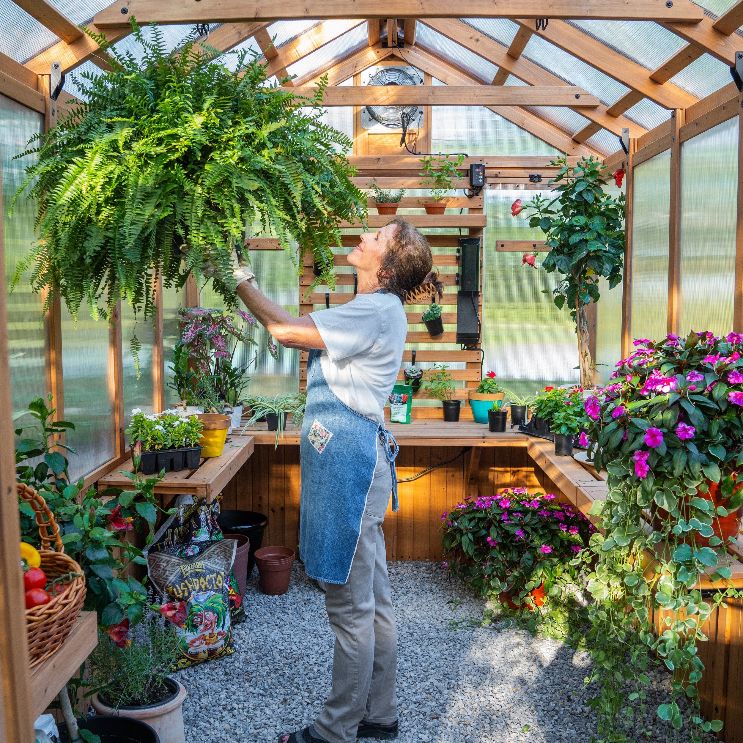 interior - 3.3m X 2.1m Bellerose Greenhouse